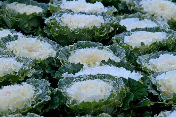 Kool witte bloemen in volle bloei. — Stockfoto