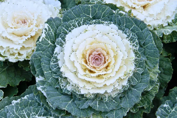 lahana beyaz çiçekler tam Bloom.