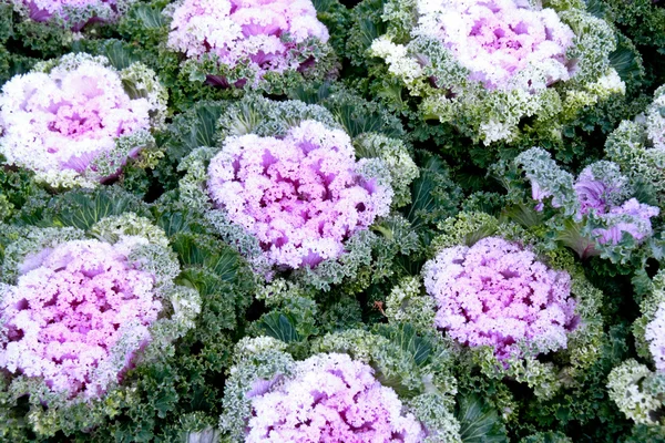 Kål vita blommor i full blom. — Stockfoto