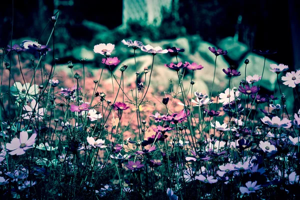 Mooie Vintage bloem in de tuin — Stockfoto