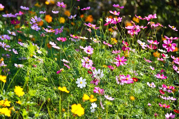 Красивый винтажный цветок в саду — стоковое фото