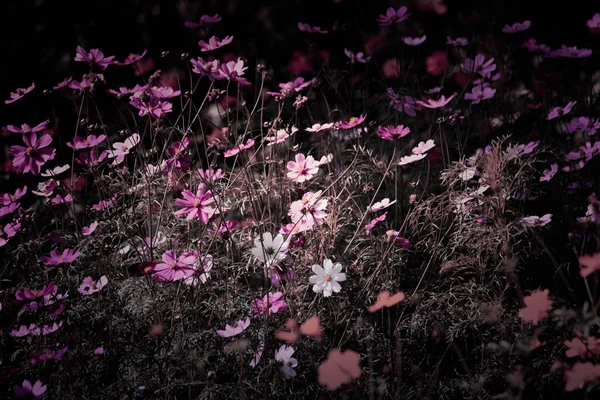 Mooie Vintage bloem in de tuin — Stockfoto