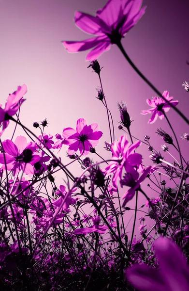 Beautiful Vintage flower in the garden — Stock Photo, Image