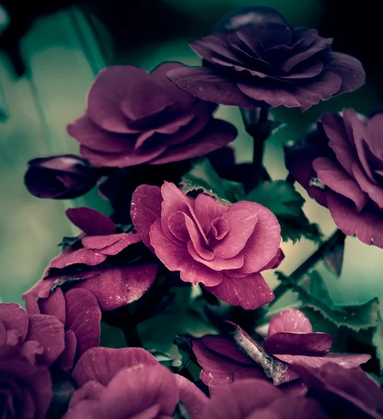 Vacker Vintage blomma i trädgården — Stockfoto