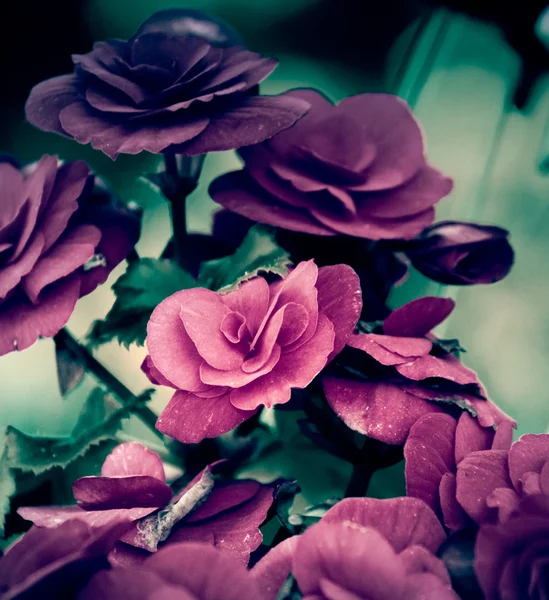 Schöne alte Blume im Garten — Stockfoto