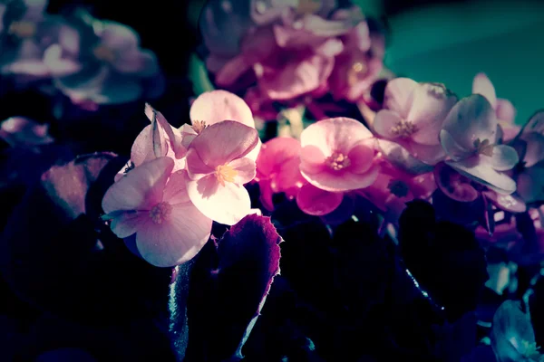 Květinku Vintage v zahradě — Stock fotografie