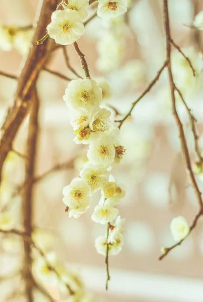 Vintage belle fleur avec mise au point douce — Photo