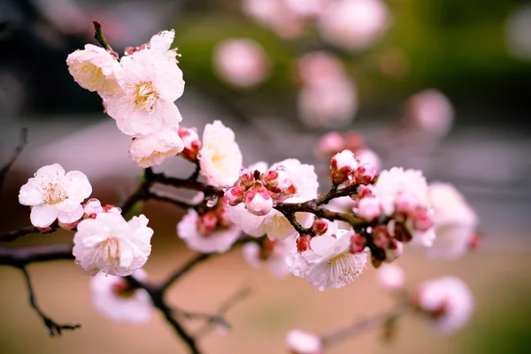 Vintage mooie bloem met soft focus Sea... — Stockfoto