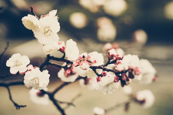 Vintage mooie bloem met soft focus Sea... — Stockfoto