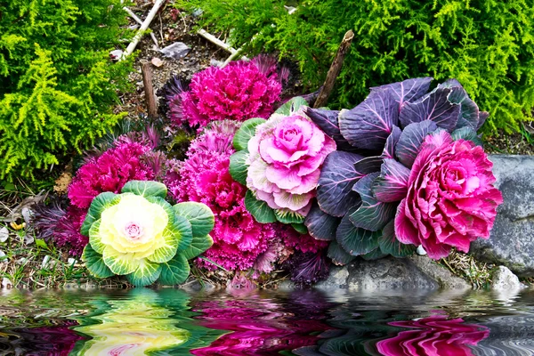 Rosa blomkål med reflektera över vattenytan — Stockfoto