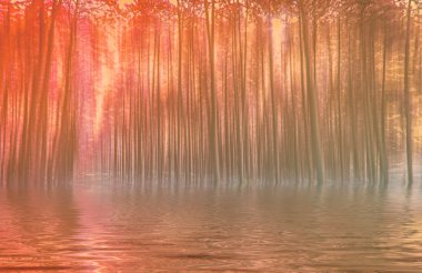 bulanık arka plan fotoğraf gerçeküstü hareket ile orman 