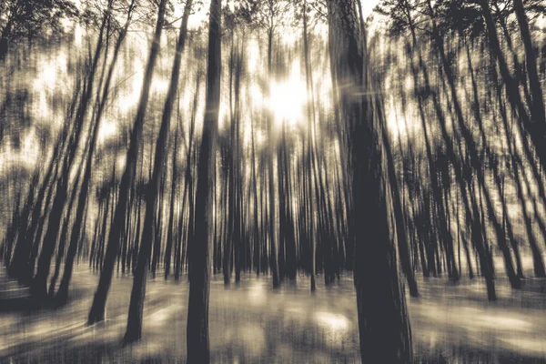 Foto de fundo abstrato borrada da floresta com movimento surreal — Fotografia de Stock