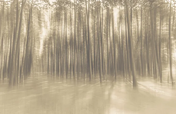 Bulanık arka plan fotoğraf gerçeküstü hareket ile orman — Stok fotoğraf