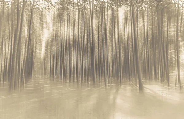 Foto de fundo abstrato borrada da floresta com movimento surreal — Fotografia de Stock