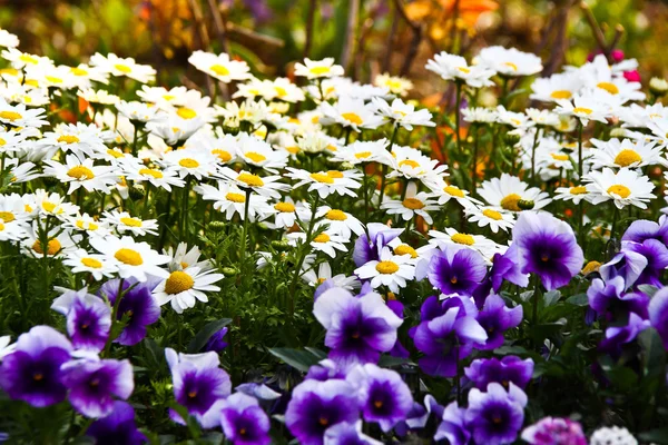Blomma i trädgården — Stockfoto