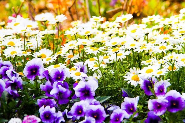 Blomma i trädgården — Stockfoto