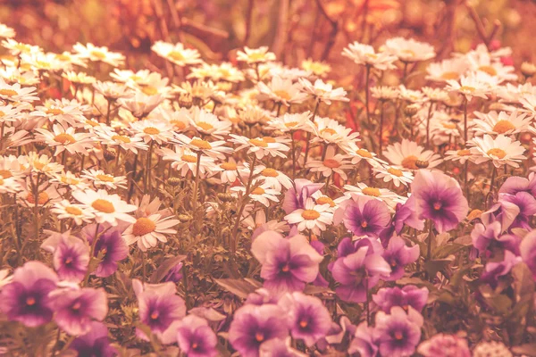 Blume im Garten — Stockfoto