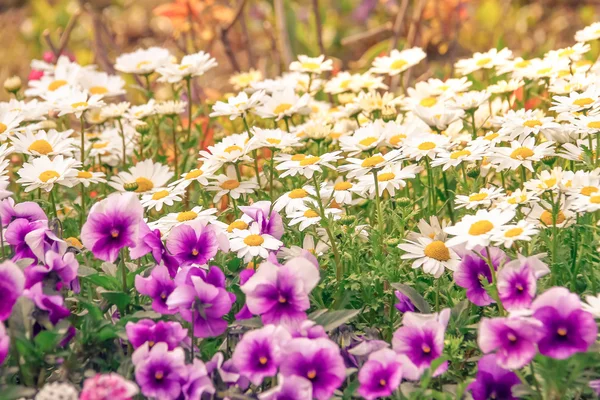 Flower in the garden — Stock Photo, Image