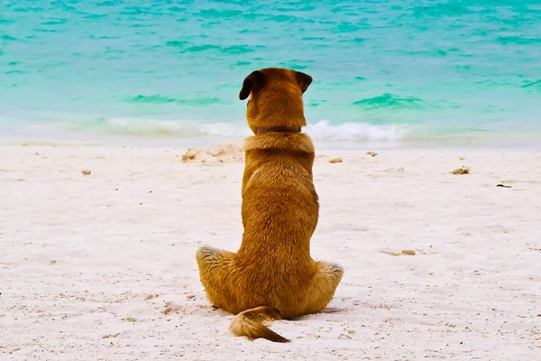 ビーチで一人で座っているの犬 — ストック写真