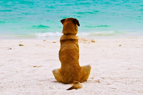 Samotného psa sedět na pláži — Stock fotografie
