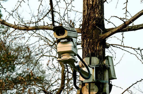 Security cameras installed on the tree. — Stock Photo, Image