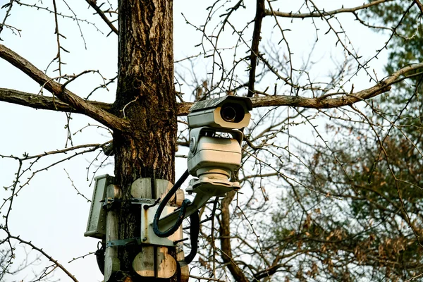 Überwachungskameras am Baum installiert. — Stockfoto