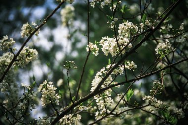 Arka plan için yumuşak tarzında çiçekler