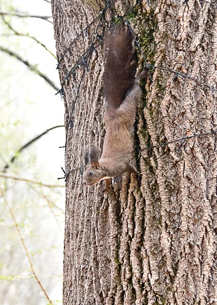 Squirrel lying on the tree — Stock Photo, Image