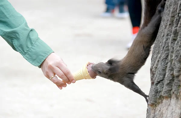 Hilfe und Sharing-Konzept Menschliche Hand gibt Eichhörnchen Eis. — Stockfoto