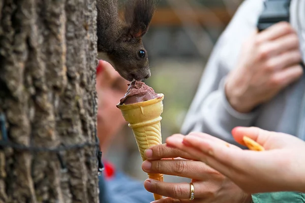 Eekhoorn op een boom eten van ijs. — Stockfoto