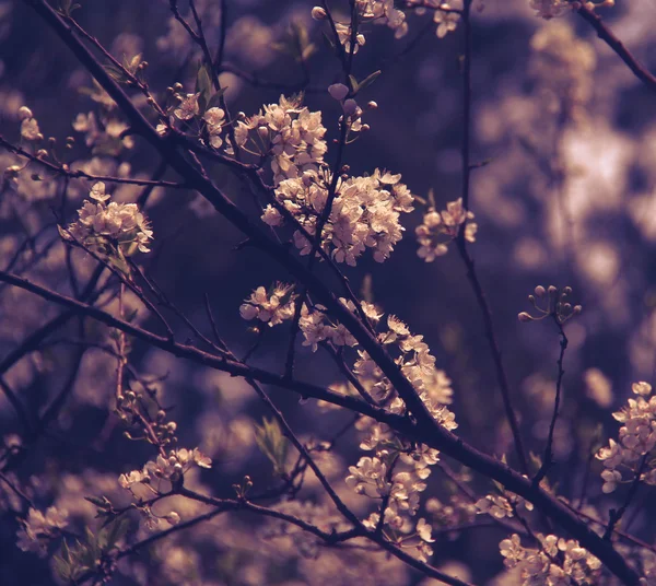 Flores en estilo suave para el fondo —  Fotos de Stock