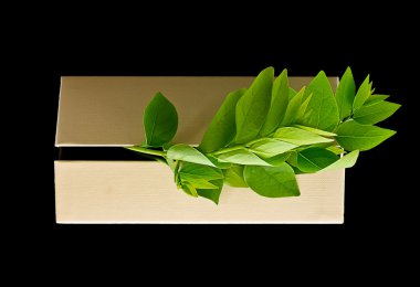 Environment concept : Leaves come out from boxes isolated from b