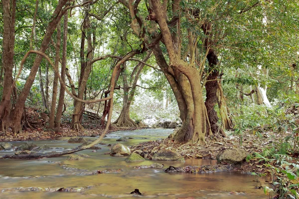 Pequeño río en el bosque —  Fotos de Stock
