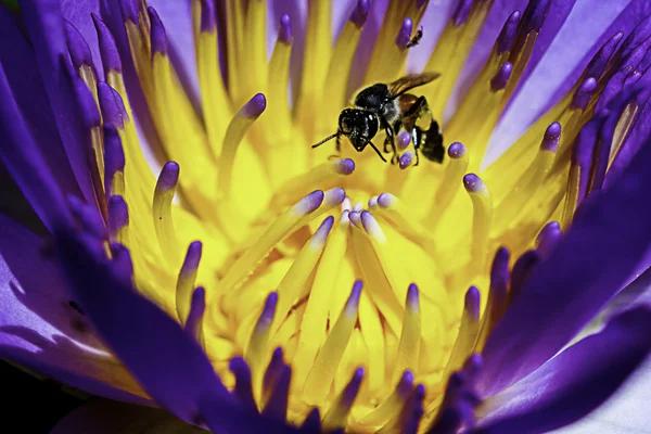 Zblízka krásné lotus pylu s včela — Stock fotografie