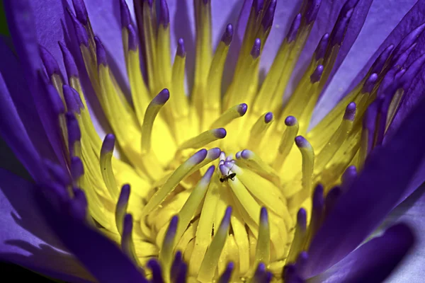 Bliska piękne Lotos pyłku z Pszczoła — Zdjęcie stockowe