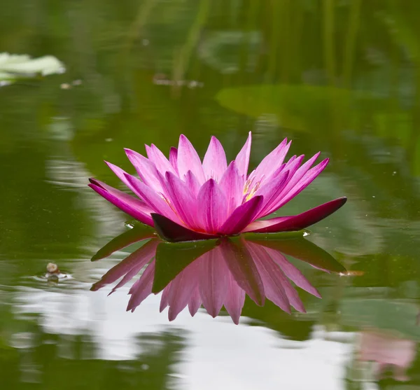 Bela flor de lótus na lagoa — Fotografia de Stock