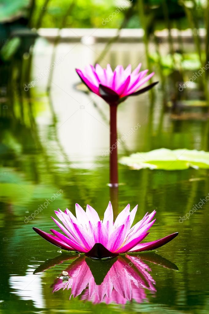 Beautiful lotus flower in the pond