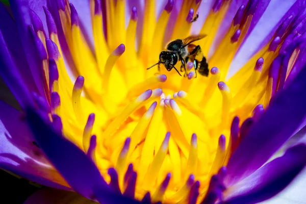 Primer plano del hermoso polen de loto con abeja — Foto de Stock