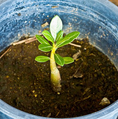Büyüyen kavramı: genç Adenium Obesum ağaçlarının yakın.