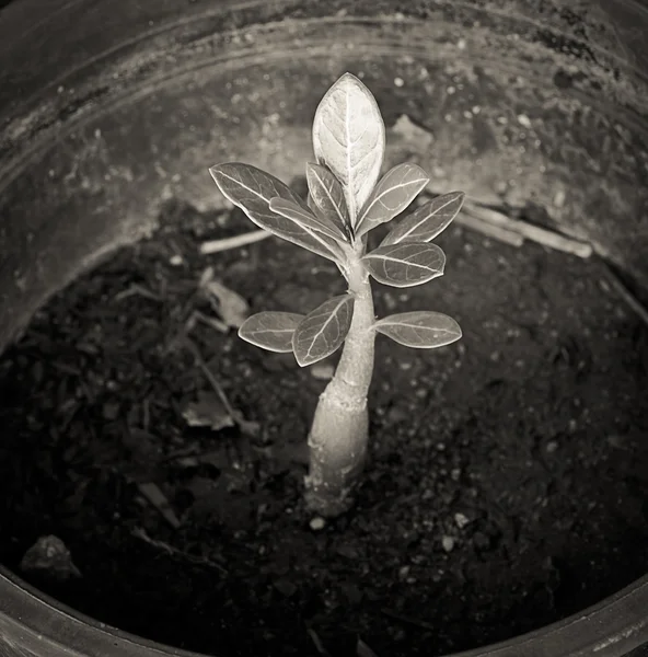 Зростаюча концепція: крупним планом Adenium Obesum молодих дерев. — стокове фото