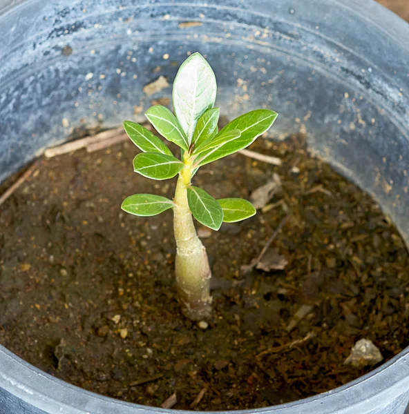 Αυξανόμενη έννοια: στενή επάνω του Young Adenium Obesum δέντρα. — Φωτογραφία Αρχείου