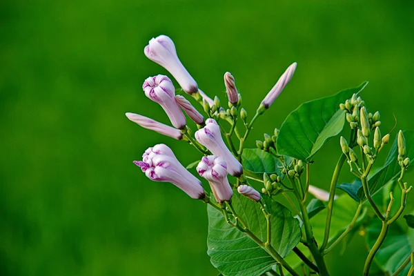 Manhã glória botão de manhã Árvore Glória ou Ipomoea Carnea Jacq — Fotografia de Stock