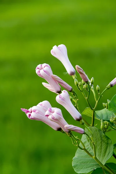 Mattina gloria gemma di Morning Glory Tree o Ipomoea Carnea Jacq — Foto Stock