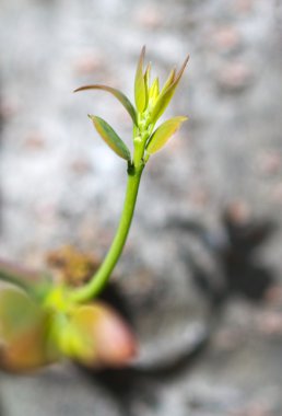 Yumuşak çırpı büyüme.