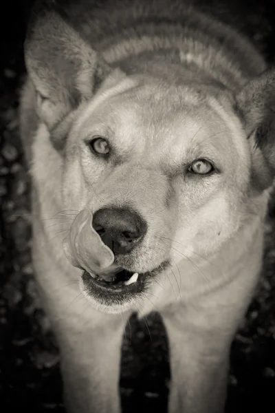 Perro lamiendo lengua de cerca —  Fotos de Stock