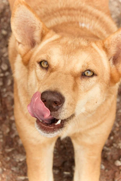 Pes olizuje jazykem zblízka — Stock fotografie