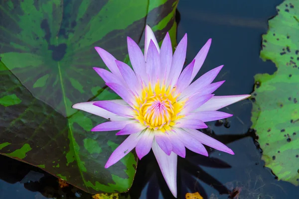 A víz felett Pink lotus közelről — Stock Fotó