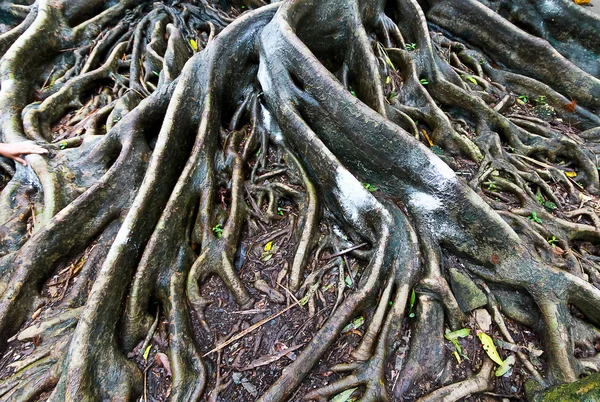 Les racines de l'arbre banyan dans le jour de pluie — Photo