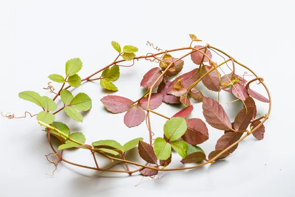 Planta rastejante colocado em um círculo sobre a mesa . — Fotografia de Stock