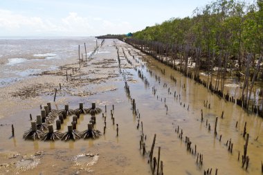 Mangrov ormanları boyunca düşük tide denizde.